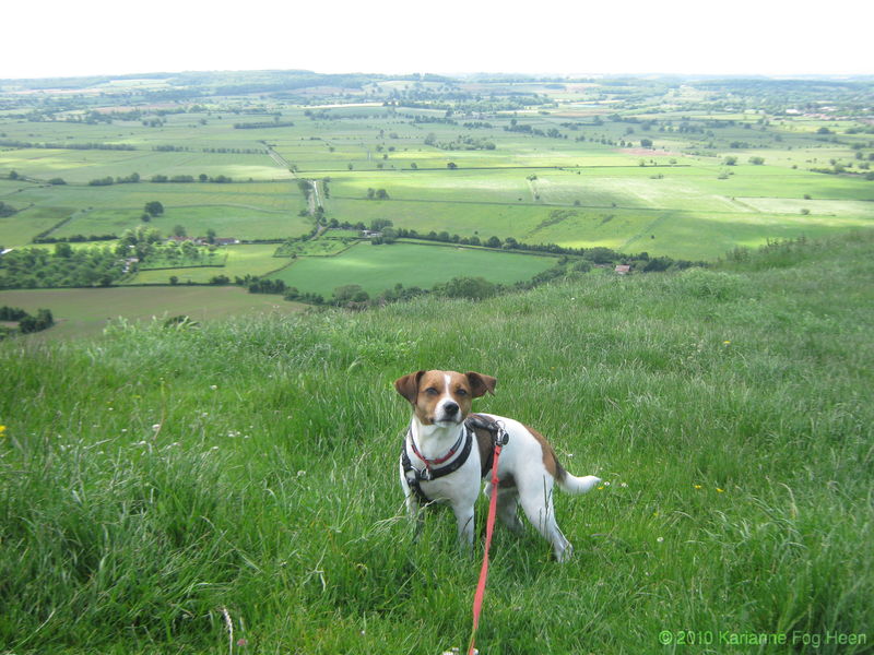 Odin on Glastonbury tor