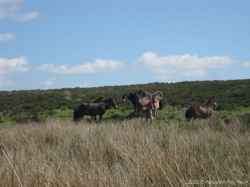 Exmoor ponies