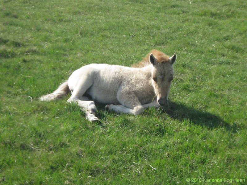Resting foal