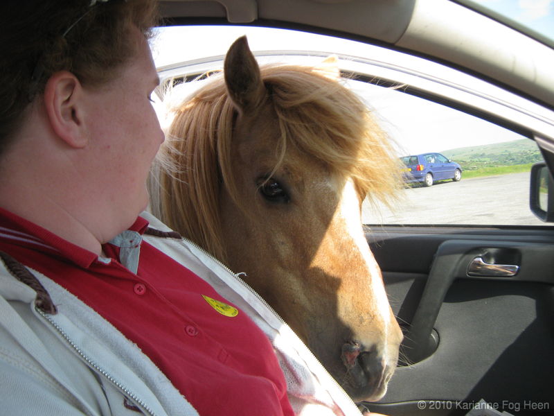 Horse in car