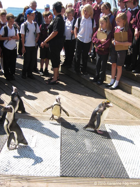 Penguins 1