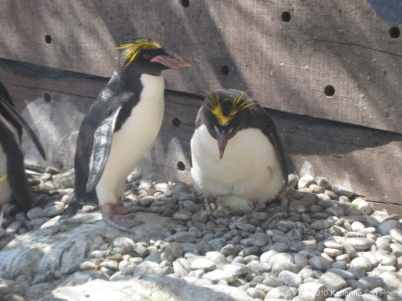 Penguins egg