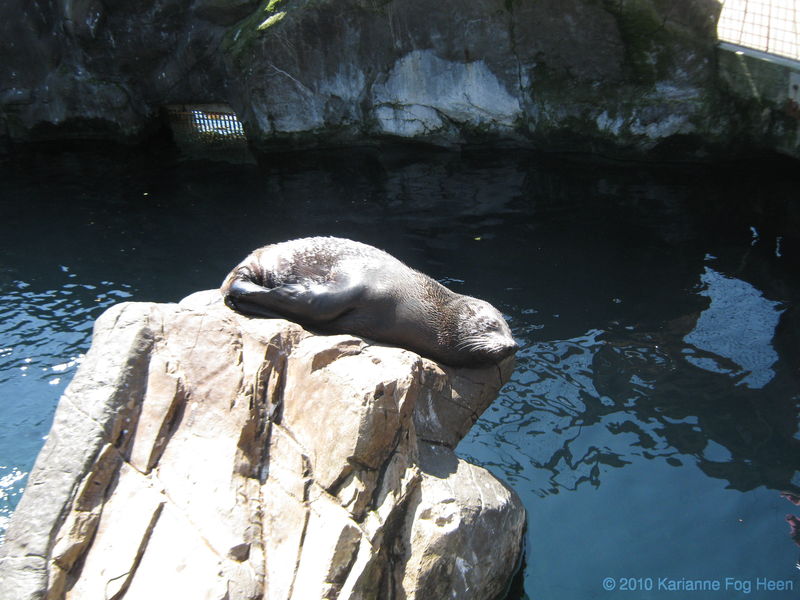 Seal