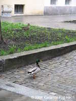  IMG_1775.JPG 