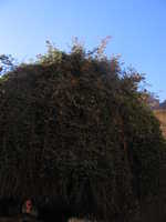 IMG_2660.jpg 