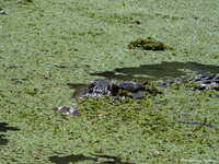  DSC01676.JPG 